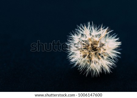 close up of dandelion against a navy blue backdrop