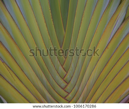Hawaiian Traveler Palm Tree Closeup for Ad Template .