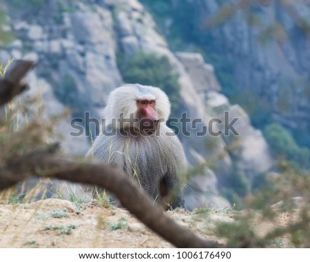 Baboons in The Mountains of South West Arabia, on a Cloudy Day