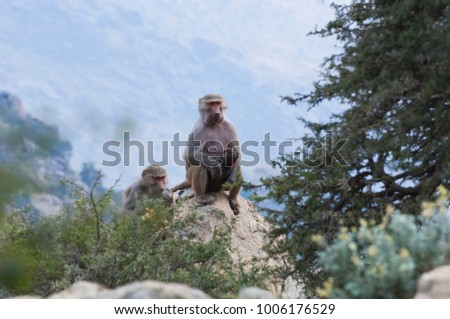 Baboons in The Mountains of South West Arabia, on a Cloudy Day