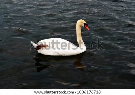 The white swan on the water. Swimming Cygnus.