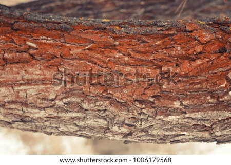 the bark of the tree , Background , texture
