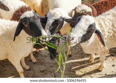 sheep eating grass - close up