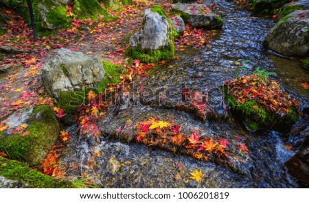 Colorful maple leaves on rock with small stream in autumn park in Kyoto, Japan.