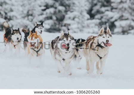 Beautiful Siberian huskies at a dog sledding competition.
