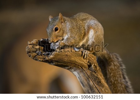 Tree squirrel eating seed on a low hanging branch at dusk