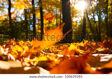 fallen leaves in autumn forest at sunny weather Royalty-Free Stock Photo #100639285