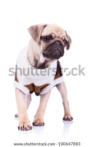 standing pug puppy dog looking to a side on white background. full body picture of a curious standing mops dog wearing clothes