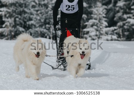 Beautiful Samoyed dogs at dogsled race 