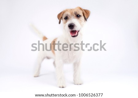 jack russell terrier on white background. Brown and white happy dog. Dark eyes