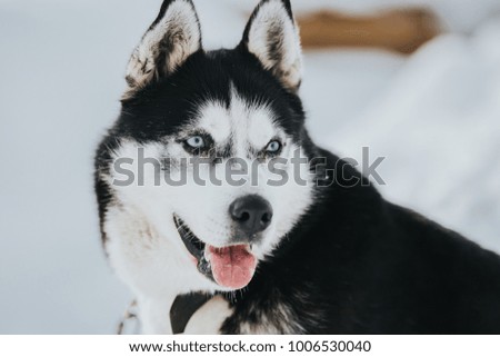 Beautiful Siberian huskies before sled race
