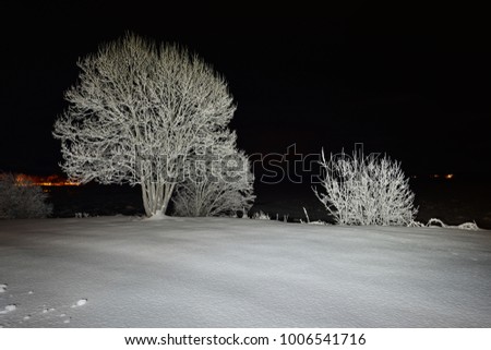 Snow covered trees in Tysfjord, Norway. Picture was taken in December 2017.