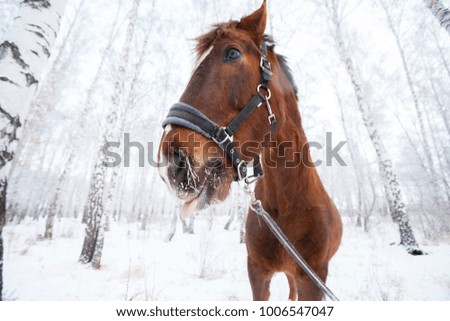 horse in the forest in winter