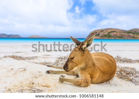Close-up of kangaroo on white sand of Lucky Bay in Cape Le Grand National Park, near Esperance in WA. Lucky Bay is one of Australia's most well-known beaches. On blurred background the turquoise water