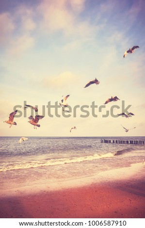 Vintage stylized picture of birds flying above a beach at sunset. 