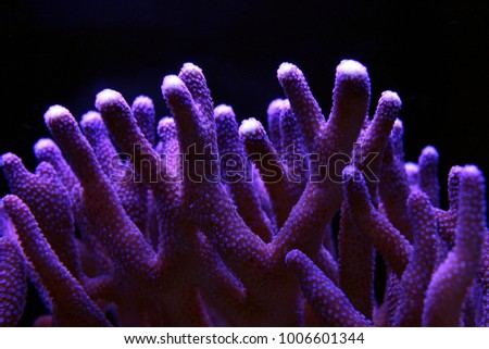 Stylophora smal poyp stony coral Royalty-Free Stock Photo #1006601344