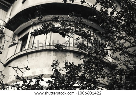 Tel Aviv (Israel). Typical old bauhaus style house and pomegranate tree with ripe fruits. Black and white photo.