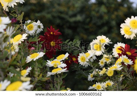 White and yellow chrysanthemum in the park. 
