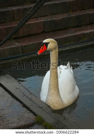 big white nothern swan swimming in the lake close up photo