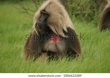 Gelada mountains monkey