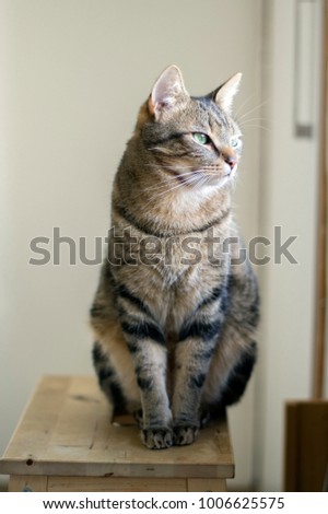 Tomcat sitting on wooden chair, thoughtful expression
