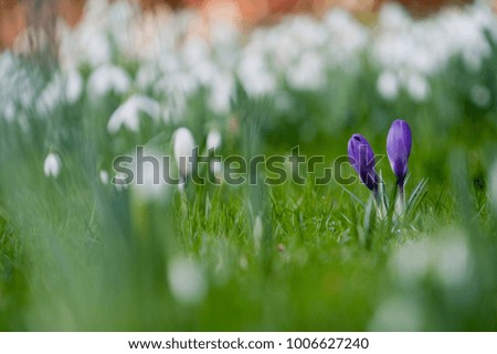 two violet crocus blossoms in between a field of white snowdrops