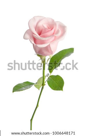 single pink rose isolated on white background Royalty-Free Stock Photo #1006648171