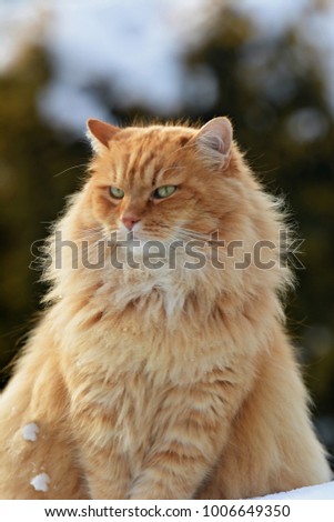 Siberian cat in winter
