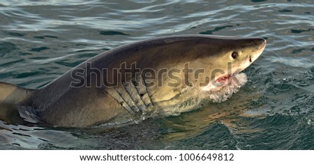 Great white shark, Carcharodon carcharias, with open mouth. False Bay, South Africa, Atlantic Ocean