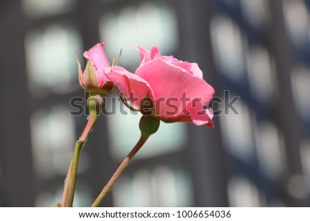 pink rose in the city, dear very special very beautiful