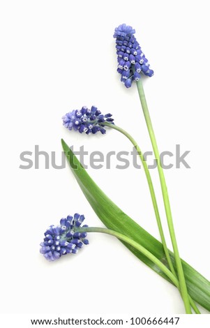 blue hyacinths blooming in spring