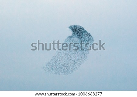 Team of starlings flying Royalty-Free Stock Photo #1006668277