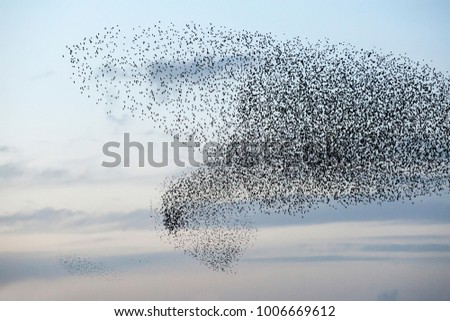 Team of starlings flying Royalty-Free Stock Photo #1006669612