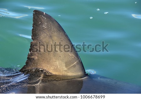 Shark fin above water. Close up.  Back Fin of great white shark, Carcharodon carcharias, False Bay, South Africa, Atlantic Ocean Royalty-Free Stock Photo #1006678699