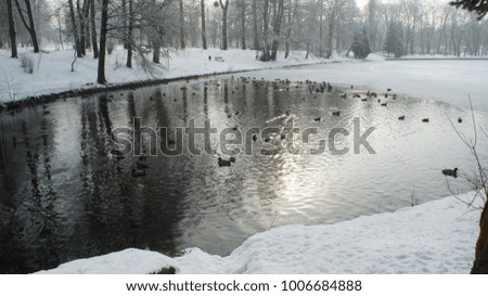 A wild mallard duck is walking on frozen ice water of a lake in the winter Lodz Poland