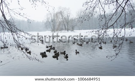 A wild mallard duck is walking on frozen ice water of a lake in the winter Lodz Poland