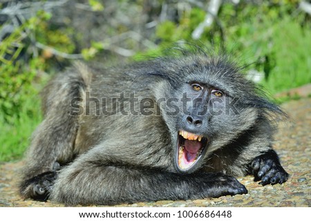 Baboon with open mouth   exposing canine teeth. The Chacma baboon (Papio ursinus), also known as the Cape baboon.