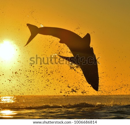 Silhouette of jumping Great White Shark on sunrise red sky background. (Carcharodon carcharias) breaching in an attack. Hunting of a Great White Shark (Carcharodon carcharias). South Africa