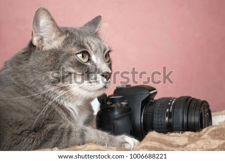 Gray cat. Portrait of a cat with a camera on a pink background.