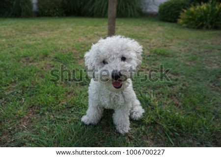 Dog is happy Royalty-Free Stock Photo #1006700227
