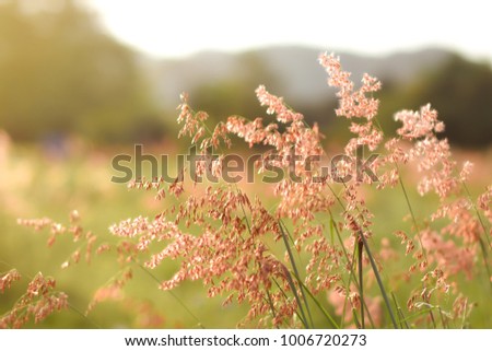 Abstract of blur grass and flare for background