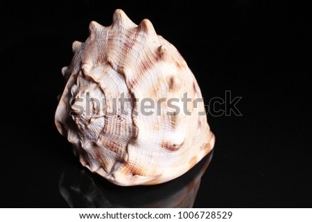 Sea snail shell. Big sea Snail shell on black reflective studio background. Isolated black shiny mirror mirrored background for every concept.