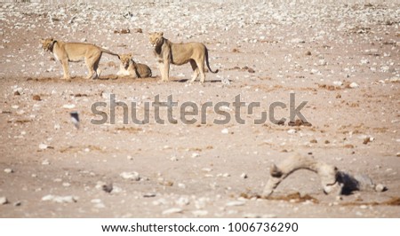 Fist observation of lions at Namibia, NP Etosha