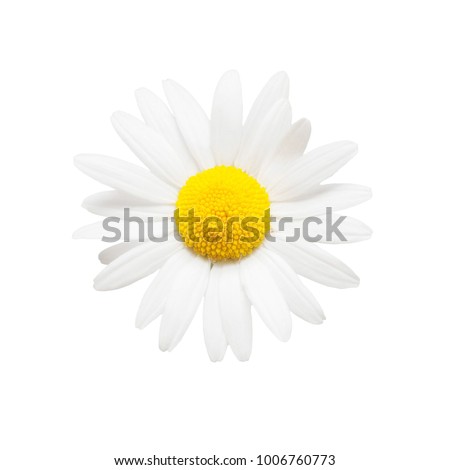 One white daisy flower isolated on white background. Flat lay, top view Royalty-Free Stock Photo #1006760773