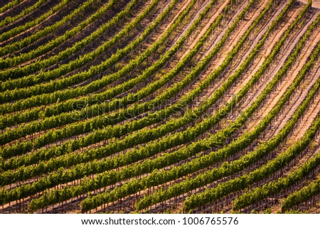 Vineyards in California Royalty-Free Stock Photo #1006765576