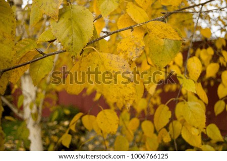 Birch tree pictures in autumn with amazing yellow, green, orange leaves