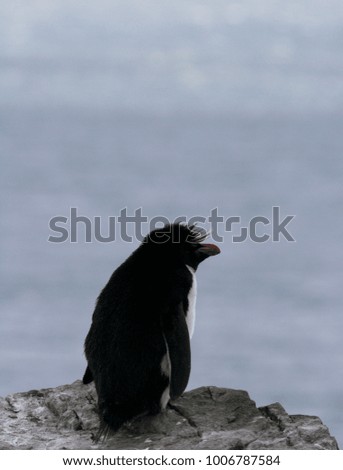 Rockhopper Penguin - Black and White