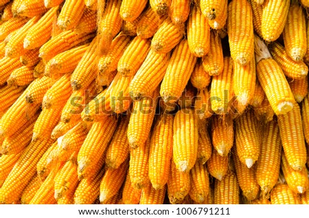 Yellow dried corn bundle together from  harvesting storage. Corn Can be Used for Food, Feed or Ethanol.Picture for background and texture.