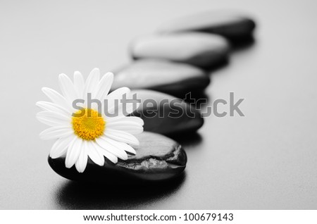 zen basalt stones and daisy with dew