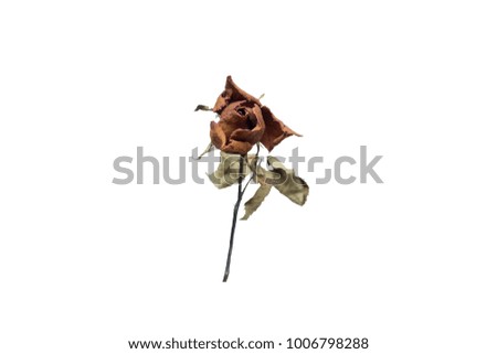 a dried rose isolated on a white colored background. with Clipping Part